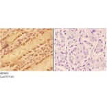 Anti-ALDH3A1 Antibody from Bioworld Technology (BS5605) - Antibodies.com