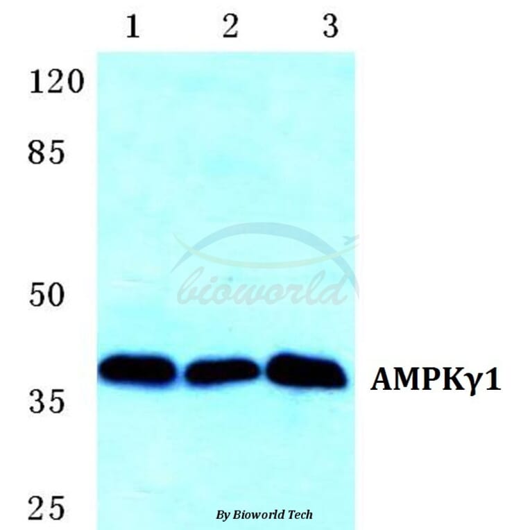 Anti-AMPKγ1 Antibody from Bioworld Technology (BS5610) - Antibodies.com