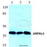 Anti-AMPKγ1 Antibody from Bioworld Technology (BS5610) - Antibodies.com