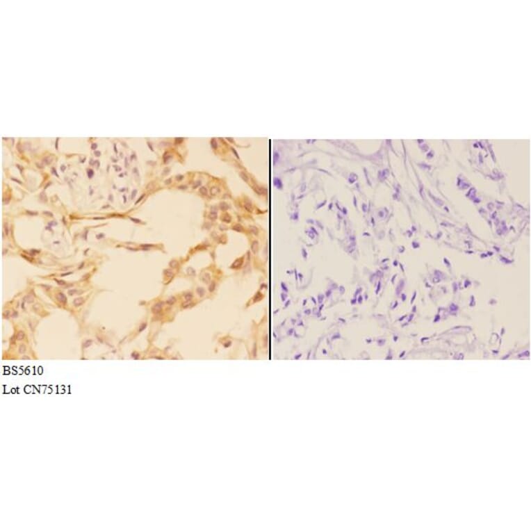 Anti-AMPKγ1 Antibody from Bioworld Technology (BS5610) - Antibodies.com