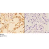 Anti-AMPKγ1 Antibody from Bioworld Technology (BS5610) - Antibodies.com