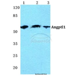 Anti-Angptl1 Antibody from Bioworld Technology (BS5611) - Antibodies.com