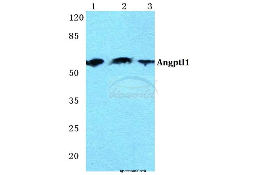 Anti-Angptl1 Antibody from Bioworld Technology (BS5611) - Antibodies.com