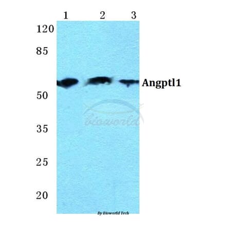 Anti-Angptl1 Antibody from Bioworld Technology (BS5611) - Antibodies.com