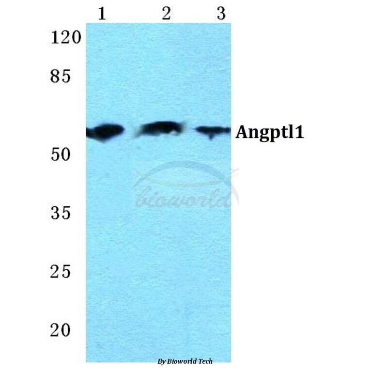 Anti-Angptl1 Antibody from Bioworld Technology (BS5611) - Antibodies.com