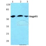 Anti-Angptl1 Antibody from Bioworld Technology (BS5611) - Antibodies.com