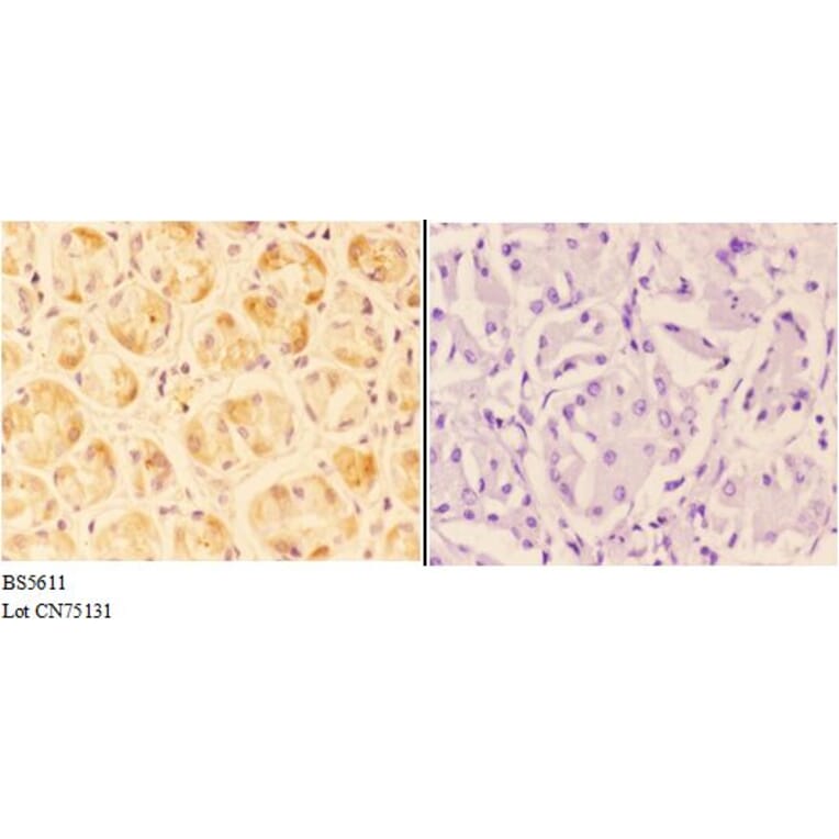 Anti-Angptl1 Antibody from Bioworld Technology (BS5611) - Antibodies.com