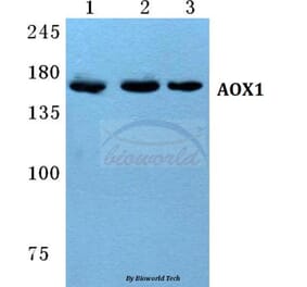 Anti-AOX1 Antibody from Bioworld Technology (BS5612) - Antibodies.com