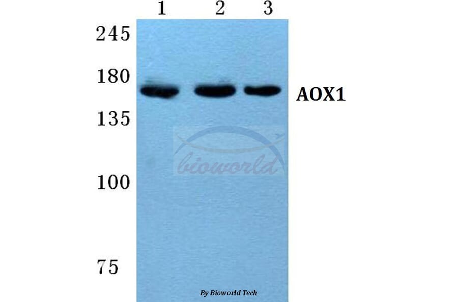 Anti-AOX1 Antibody from Bioworld Technology (BS5612) - Antibodies.com
