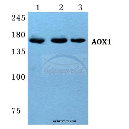 Anti-AOX1 Antibody from Bioworld Technology (BS5612) - Antibodies.com