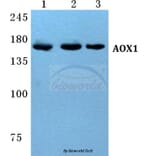 Anti-AOX1 Antibody from Bioworld Technology (BS5612) - Antibodies.com