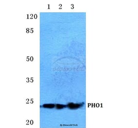 Anti-PHO1 Antibody from Bioworld Technology (BS5613) - Antibodies.com