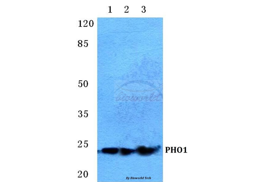 Anti-PHO1 Antibody from Bioworld Technology (BS5613) - Antibodies.com