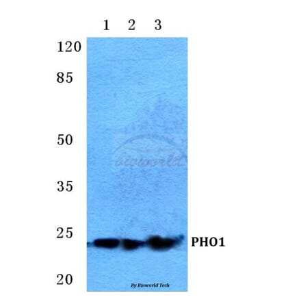 Anti-PHO1 Antibody from Bioworld Technology (BS5613) - Antibodies.com