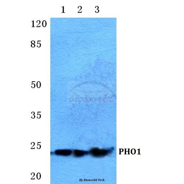 Anti-PHO1 Antibody from Bioworld Technology (BS5613) - Antibodies.com