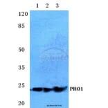 Anti-PHO1 Antibody from Bioworld Technology (BS5613) - Antibodies.com