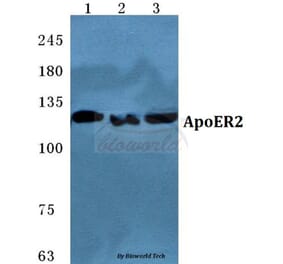 Anti-ApoER2 Antibody from Bioworld Technology (BS5615) - Antibodies.com