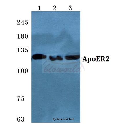 Anti-ApoER2 Antibody from Bioworld Technology (BS5615) - Antibodies.com