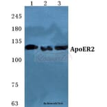 Anti-ApoER2 Antibody from Bioworld Technology (BS5615) - Antibodies.com