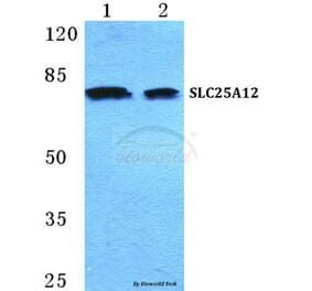 Anti-SLC25A12 Antibody from Bioworld Technology (BS5616) - Antibodies.com