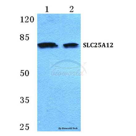 Anti-SLC25A12 Antibody from Bioworld Technology (BS5616) - Antibodies.com