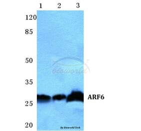 Anti-ARF6 Antibody from Bioworld Technology (BS5617) - Antibodies.com