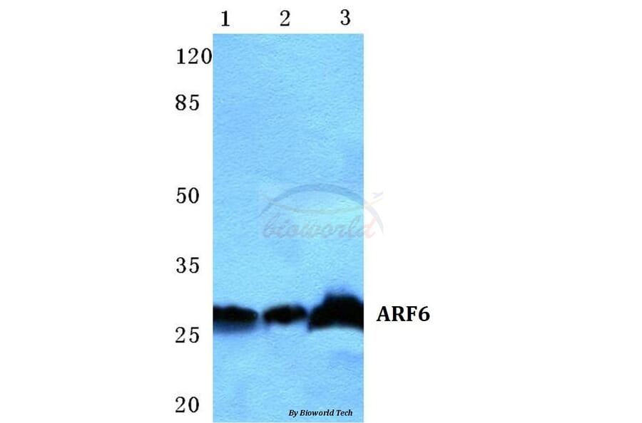 Anti-ARF6 Antibody from Bioworld Technology (BS5617) - Antibodies.com