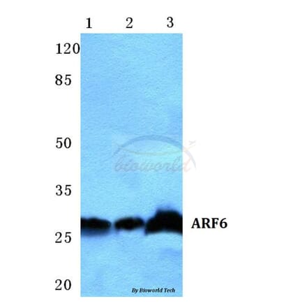 Anti-ARF6 Antibody from Bioworld Technology (BS5617) - Antibodies.com