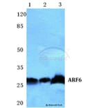 Anti-ARF6 Antibody from Bioworld Technology (BS5617) - Antibodies.com