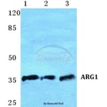 Anti-ARG1 Antibody from Bioworld Technology (BS5618) - Antibodies.com