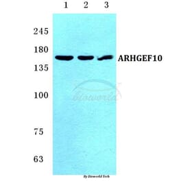 Anti-ARHGEF10 Antibody from Bioworld Technology (BS5619) - Antibodies.com