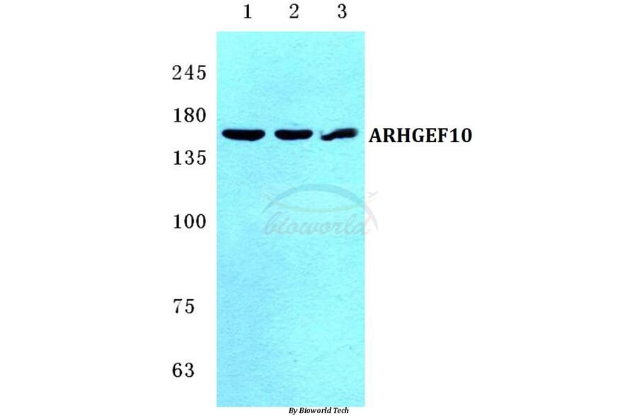 Anti-ARHGEF10 Antibody from Bioworld Technology (BS5619) - Antibodies.com