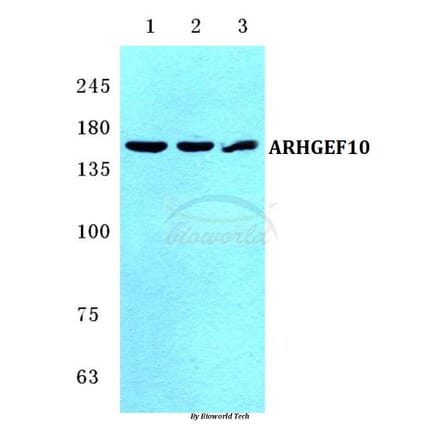 Anti-ARHGEF10 Antibody from Bioworld Technology (BS5619) - Antibodies.com