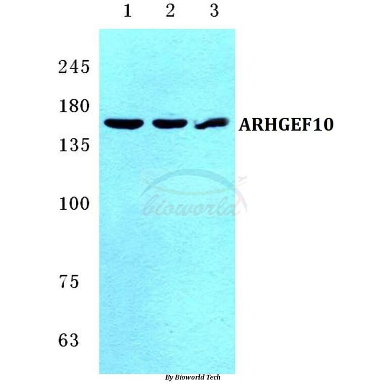 Anti-ARHGEF10 Antibody from Bioworld Technology (BS5619) - Antibodies.com