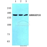 Anti-ARHGEF10 Antibody from Bioworld Technology (BS5619) - Antibodies.com