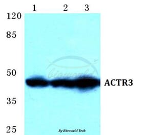 Anti-ACTR3 Antibody from Bioworld Technology (BS5620) - Antibodies.com