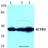 Anti-ACTR3 Antibody from Bioworld Technology (BS5620) - Antibodies.com