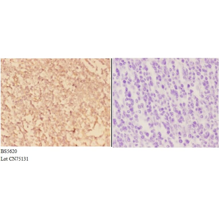 Anti-ACTR3 Antibody from Bioworld Technology (BS5620) - Antibodies.com