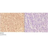 Anti-ACTR3 Antibody from Bioworld Technology (BS5620) - Antibodies.com