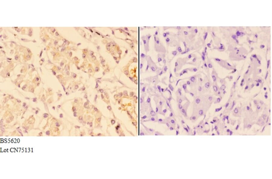 Anti-ACTR3 Antibody from Bioworld Technology (BS5620) - Antibodies.com