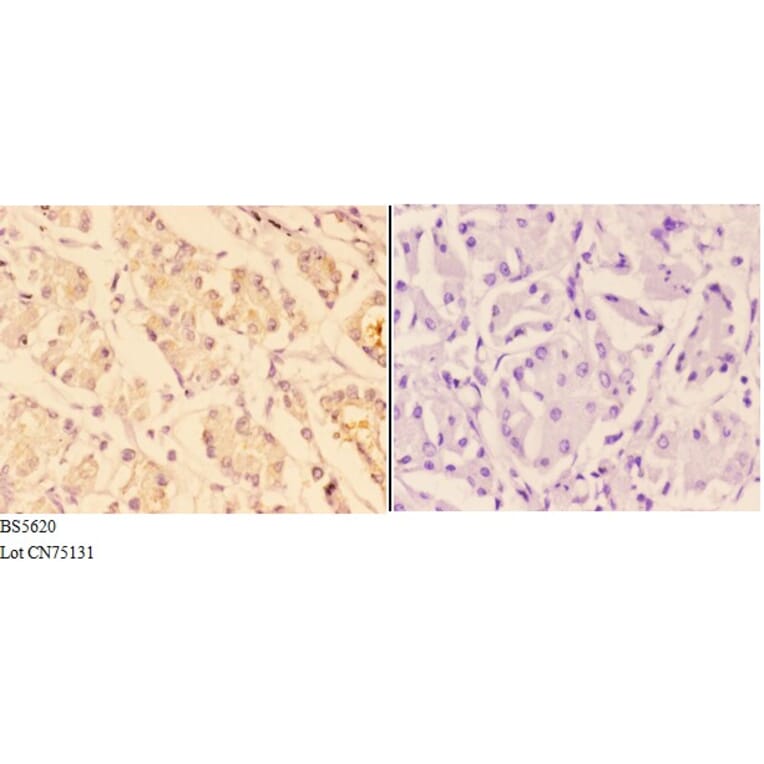Anti-ACTR3 Antibody from Bioworld Technology (BS5620) - Antibodies.com