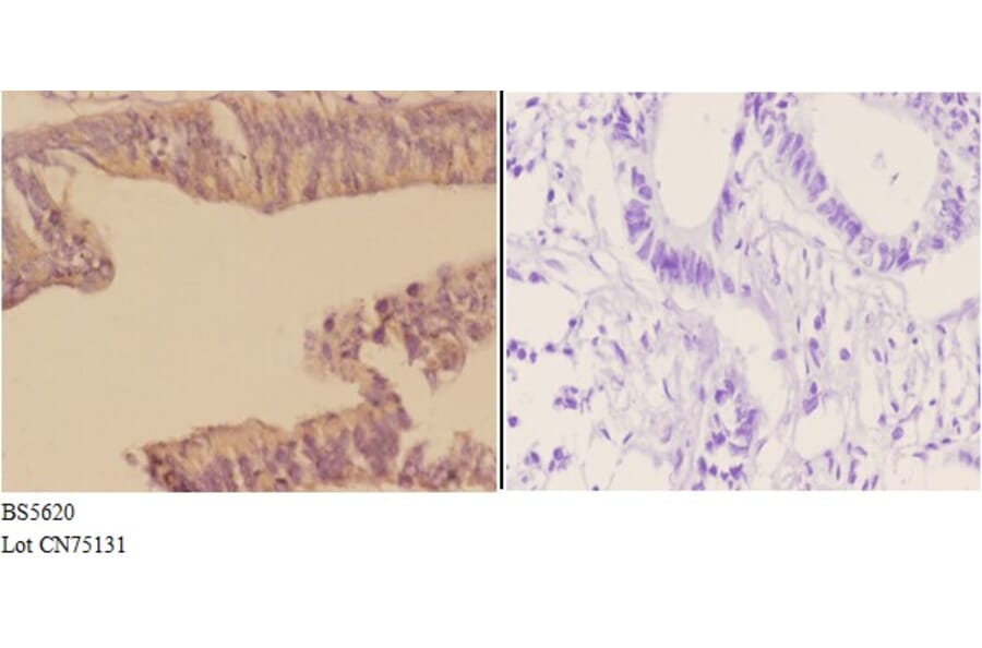 Anti-ACTR3 Antibody from Bioworld Technology (BS5620) - Antibodies.com