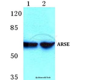 Anti-ARSE Antibody from Bioworld Technology (BS5621) - Antibodies.com