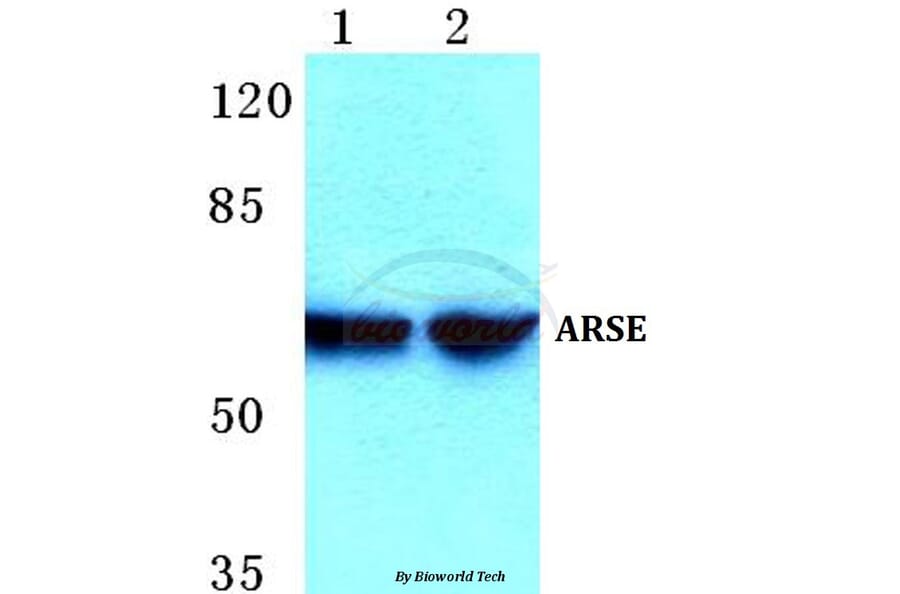 Anti-ARSE Antibody from Bioworld Technology (BS5621) - Antibodies.com