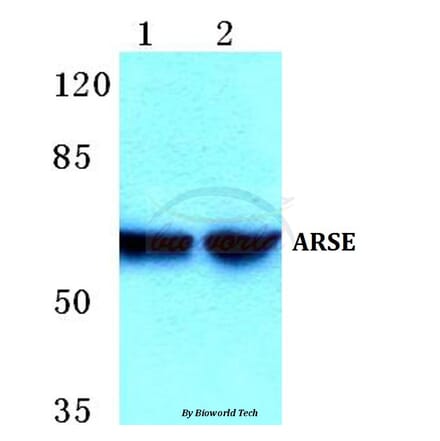 Anti-ARSE Antibody from Bioworld Technology (BS5621) - Antibodies.com