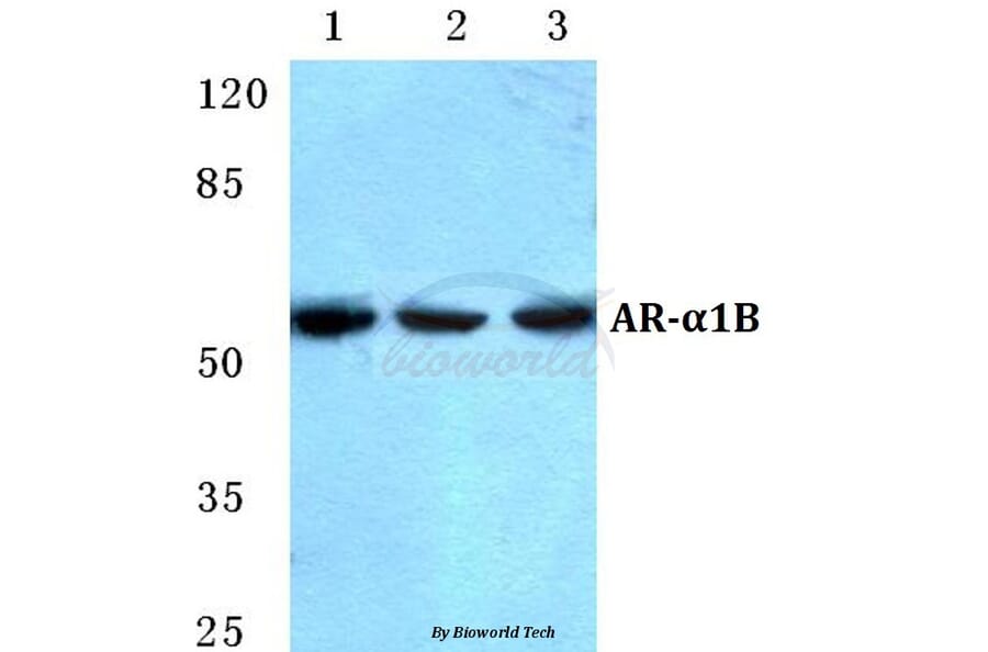 Anti-AR-α1B Antibody from Bioworld Technology (BS5622) - Antibodies.com