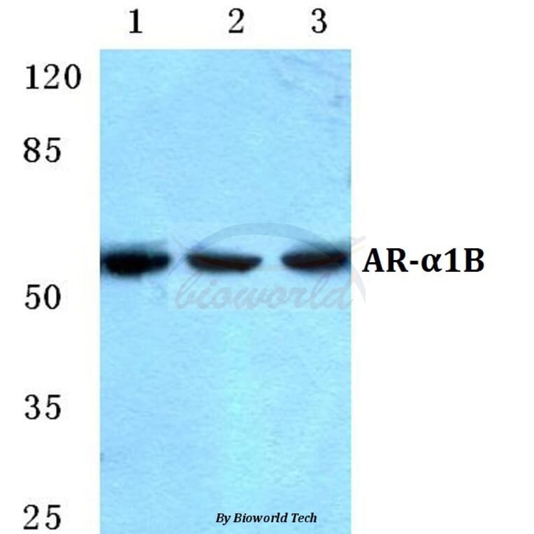 Anti-AR-α1B Antibody from Bioworld Technology (BS5622) - Antibodies.com