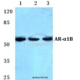 Anti-AR-α1B Antibody from Bioworld Technology (BS5622) - Antibodies.com