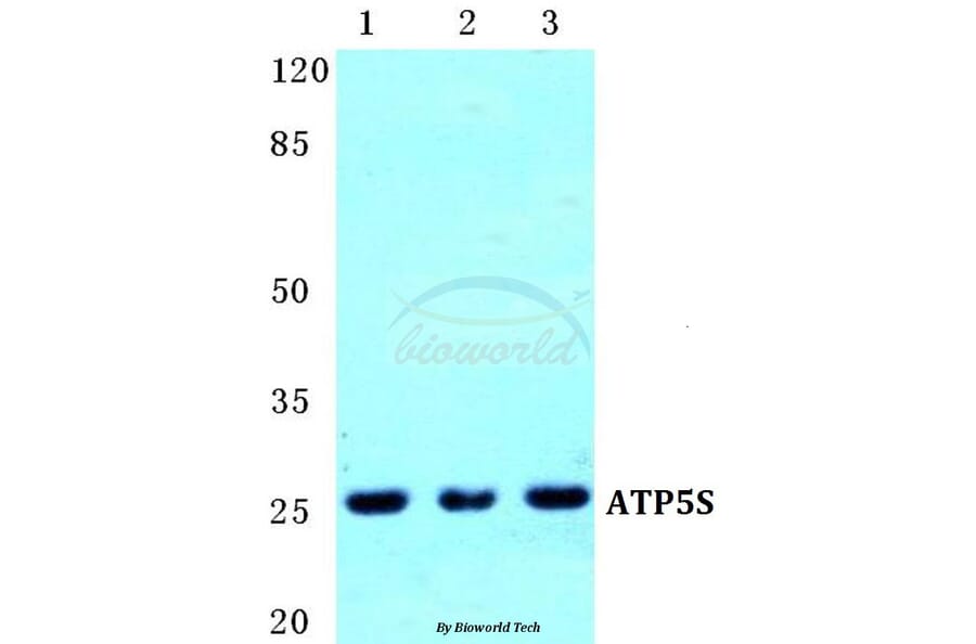 Anti-ATP5S Antibody from Bioworld Technology (BS5624) - Antibodies.com