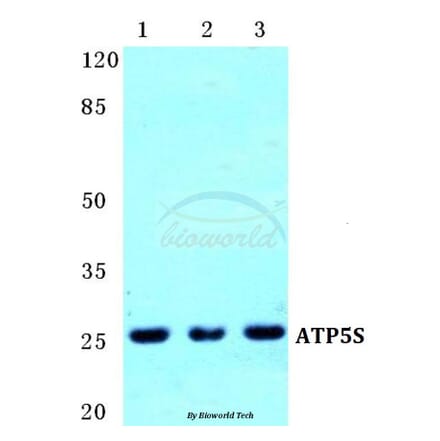 Anti-ATP5S Antibody from Bioworld Technology (BS5624) - Antibodies.com